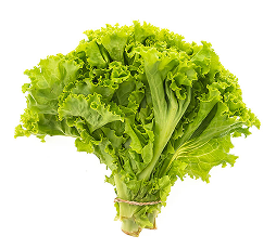 Lettuce
