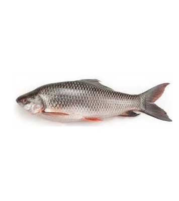 fish